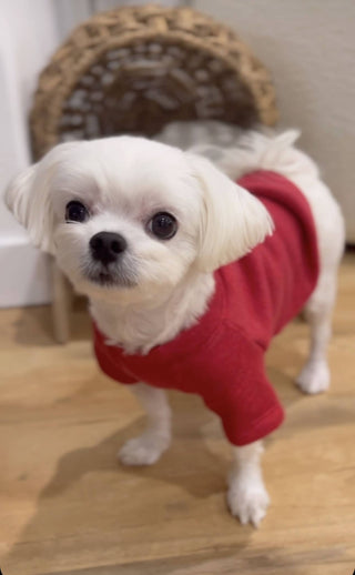 OAT COLLECTIVE - LITTLE BEACH BUM Pet Graphic Sweatshirt.